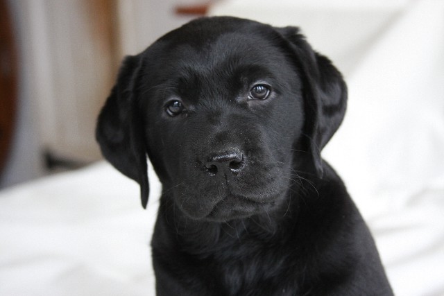 Black girl puppy